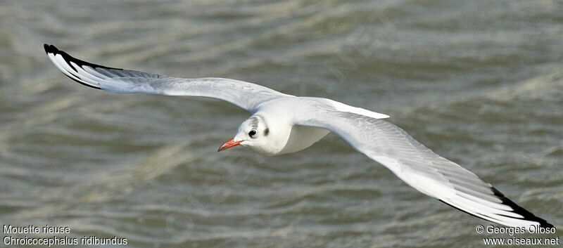 Mouette rieuseadulte internuptial, Vol