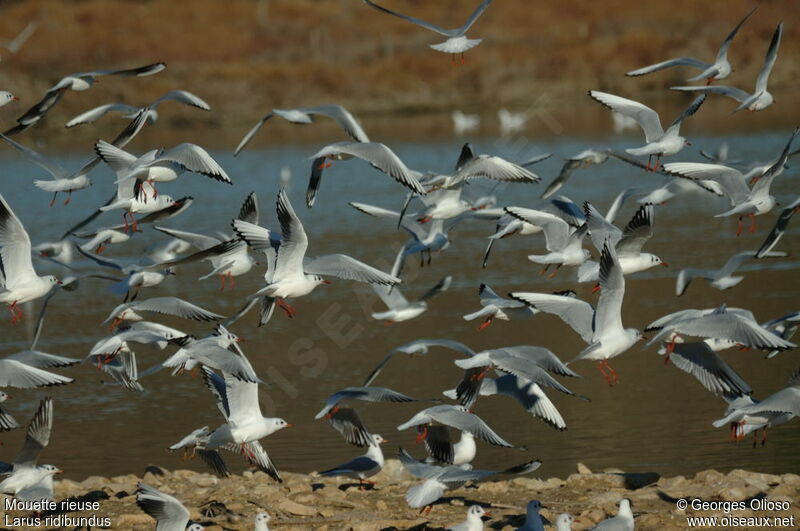 Mouette rieuse