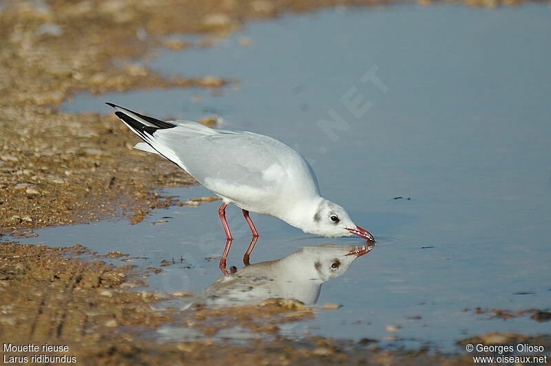 Black-headed Gulladult post breeding