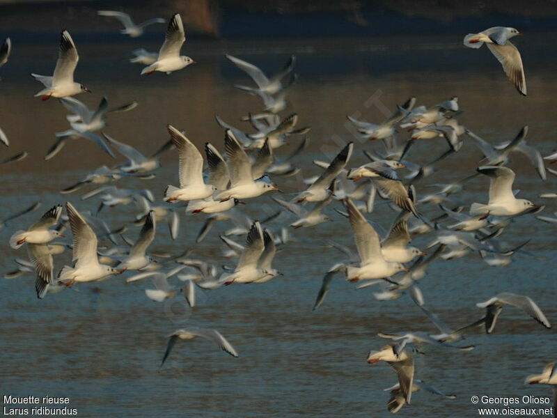 Mouette rieuse