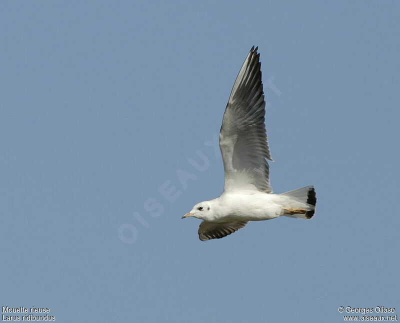 Mouette rieuse1ère année