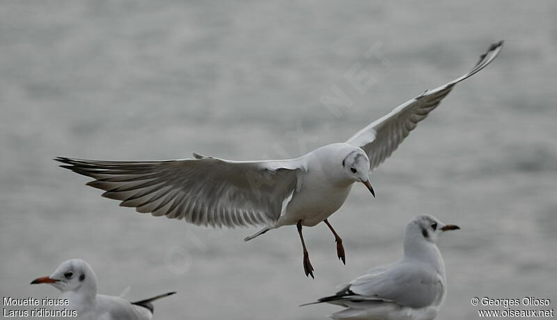 Black-headed Gulladult post breeding, identification, Flight, Behaviour