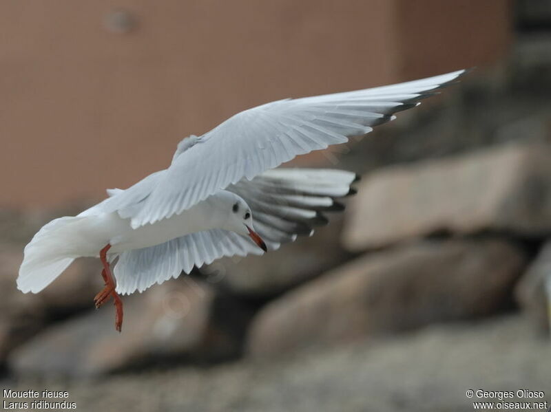 Mouette rieuseadulte internuptial, Vol