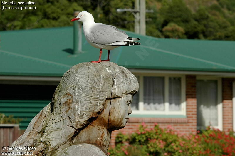 Silver Gull (scopulinus)