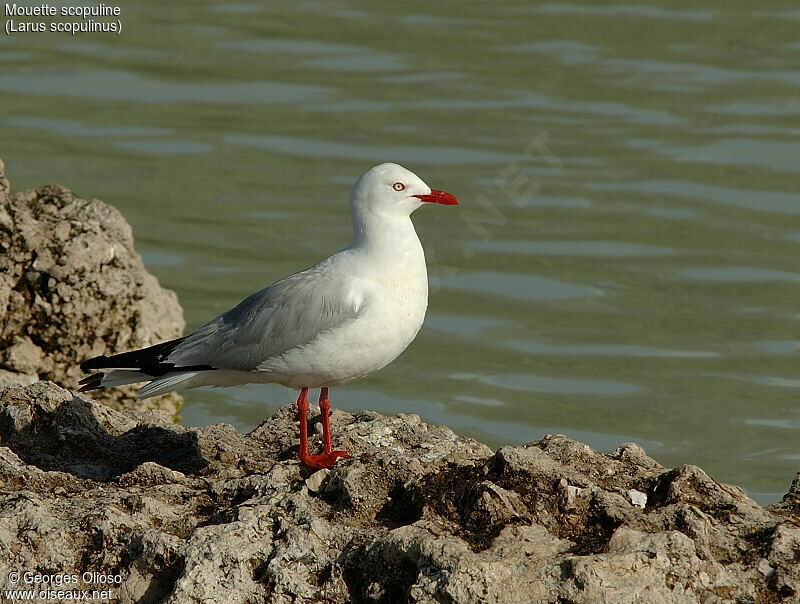 Silver Gull (scopulinus)