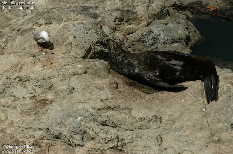 Mouette scopuline