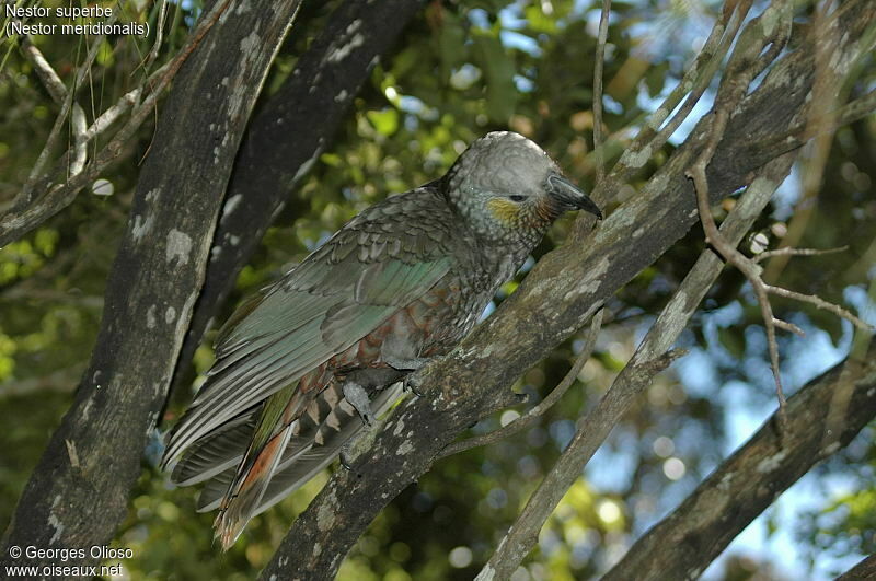 New Zealand Kaka