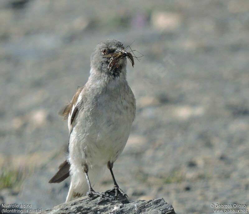 White-winged Snowfinch female adult, identification, Reproduction-nesting