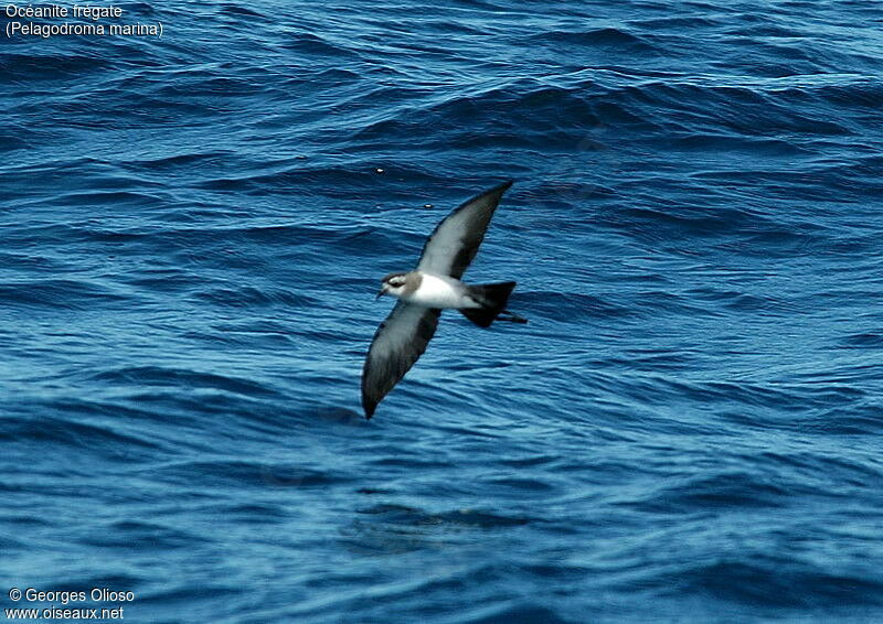 White-faced Storm Petrel