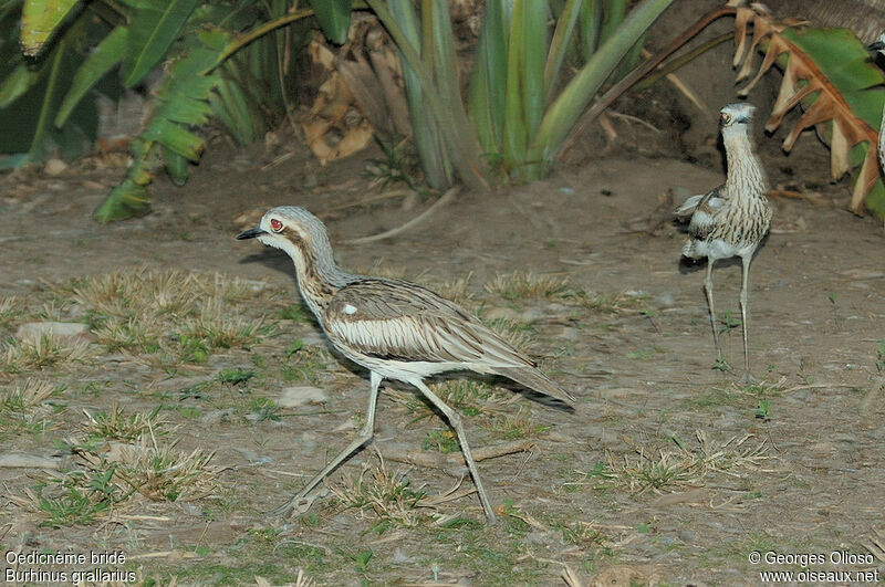 Bush Stone-curlew adult breeding