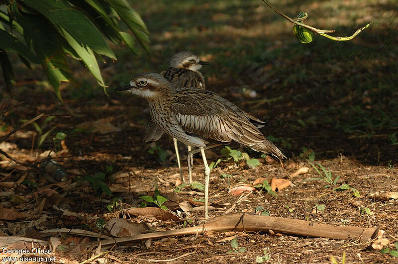 Bush Stone-curlewadult, Behaviour