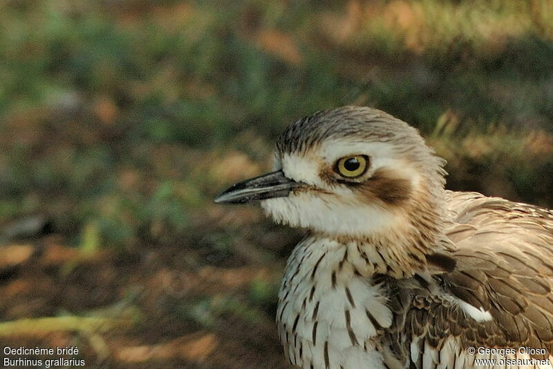 Bush Stone-curlew, identification