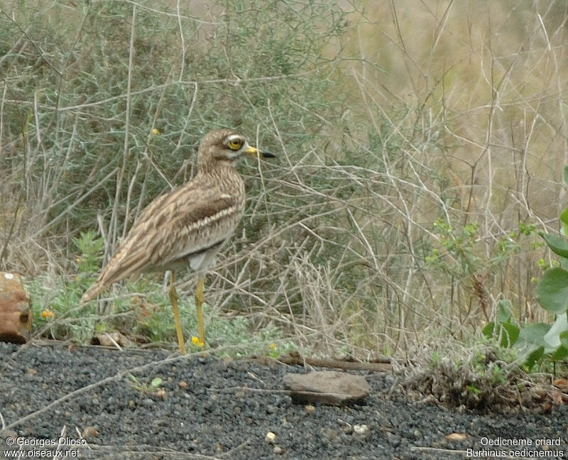 Eurasian Stone-curlewadult