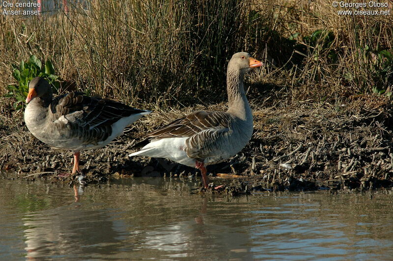 Greylag Goose adult