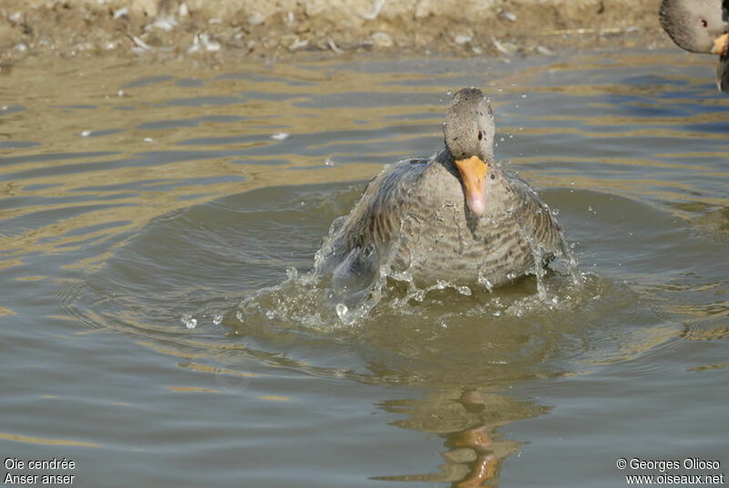 Greylag Gooseadult breeding