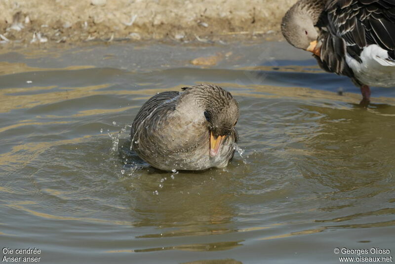 Greylag Gooseadult breeding