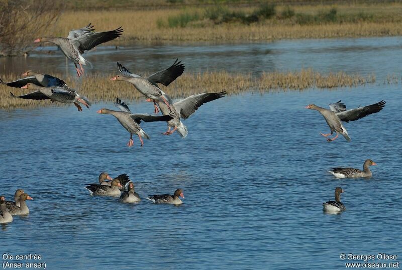 Greylag Goose, Flight