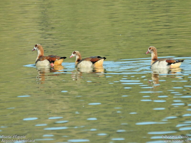 Egyptian Goose