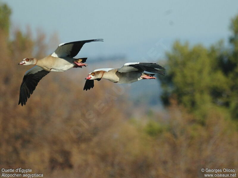 Egyptian Goose