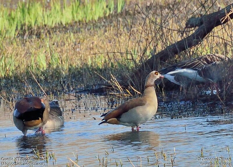 Egyptian Gooseadult post breeding, identification