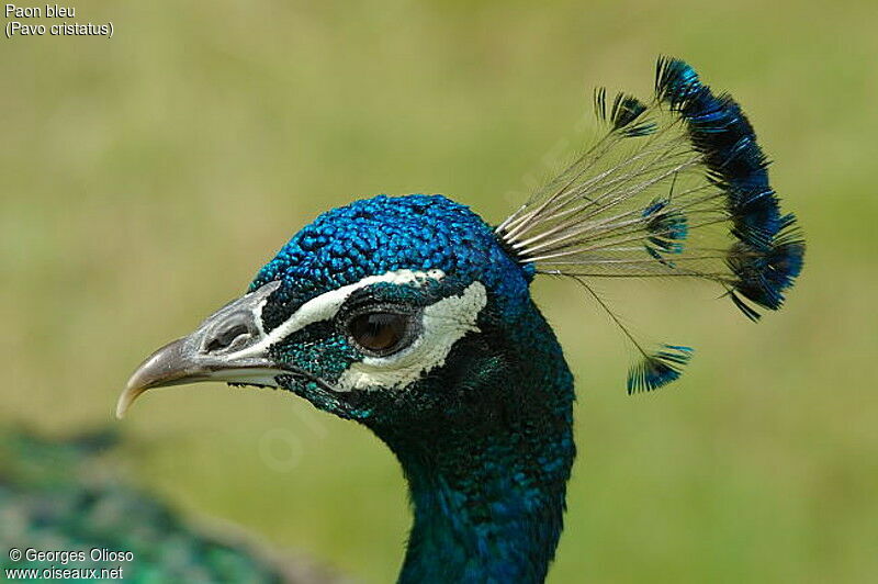 Indian Peafowl