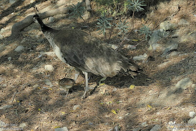 Indian Peafowl female adult breeding