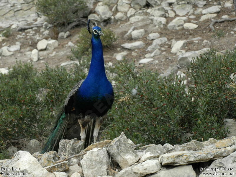 Paon bleu mâle adulte nuptial, identification