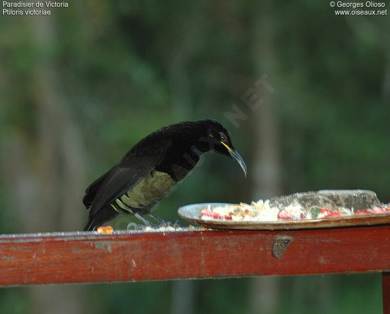 Victoria's Riflebird male