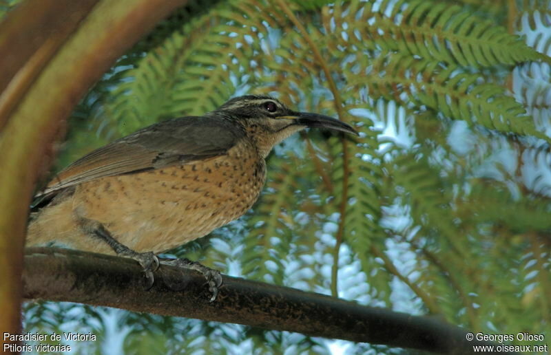 Victoria's Riflebird female adult