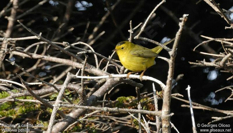 Wilson's Warbler male adult