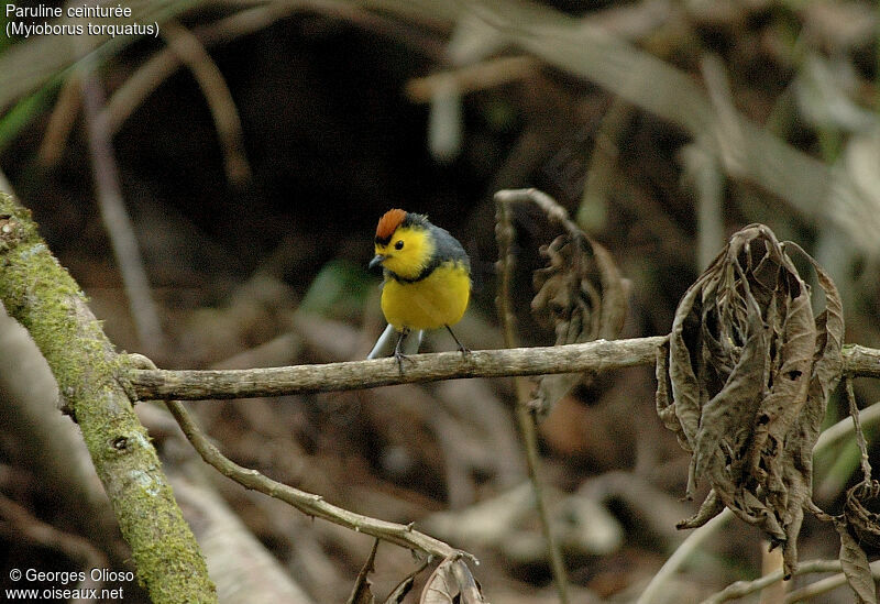 Collared Whitestart