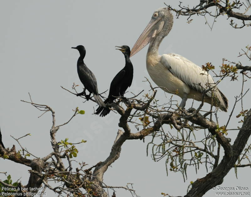 Spot-billed Pelicanadult, identification