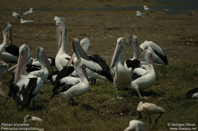 Australian Pelican