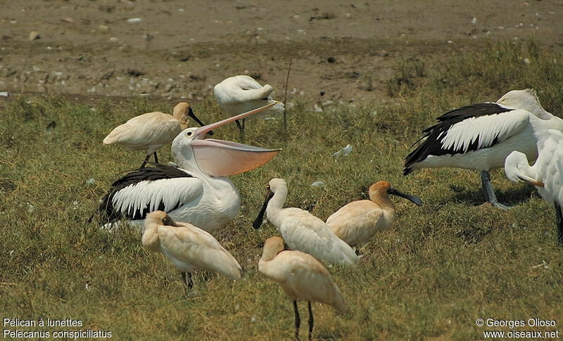 Pélican à lunettes