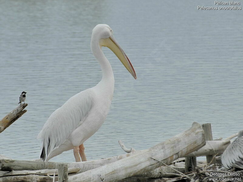 Great White Pelicanadult post breeding, identification