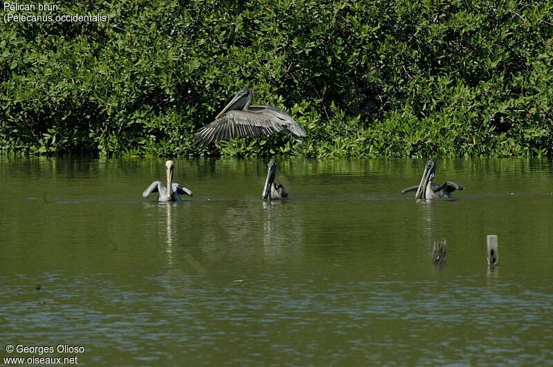 Brown Pelican