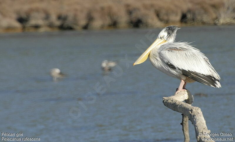 Pélican gris, identification, Comportement