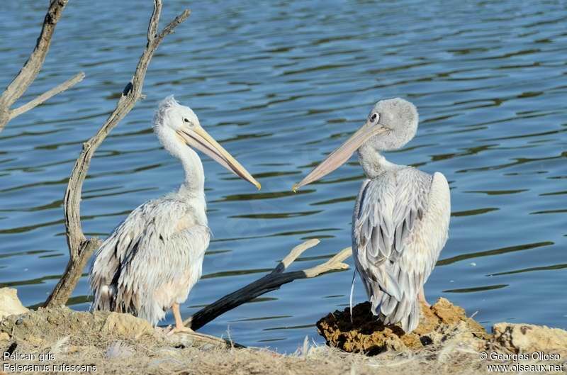 Pink-backed Pelican