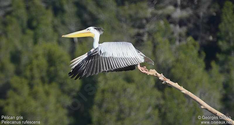 Pink-backed Pelican