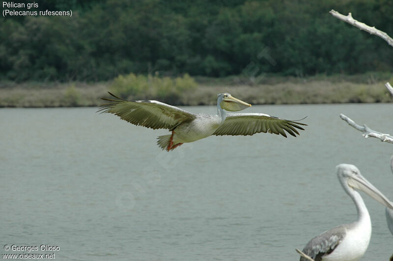 Pink-backed Pelican