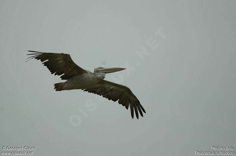 Pink-backed Pelican