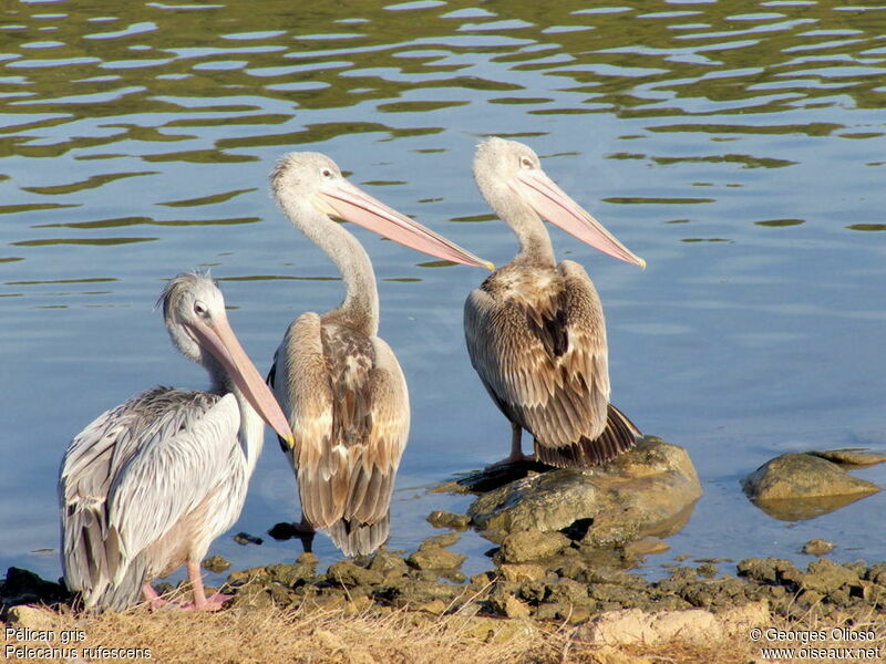 Pink-backed Pelican