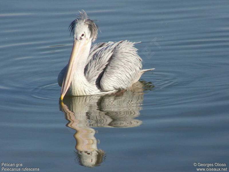 Pink-backed Pelican