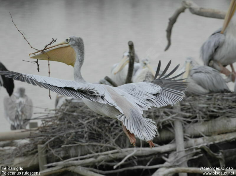 Pink-backed Pelicanadult breeding, pigmentation, Flight, Reproduction-nesting