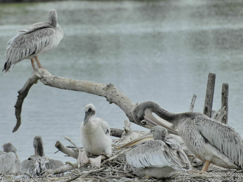 Pink-backed PelicanFirst year, Reproduction-nesting, Behaviour