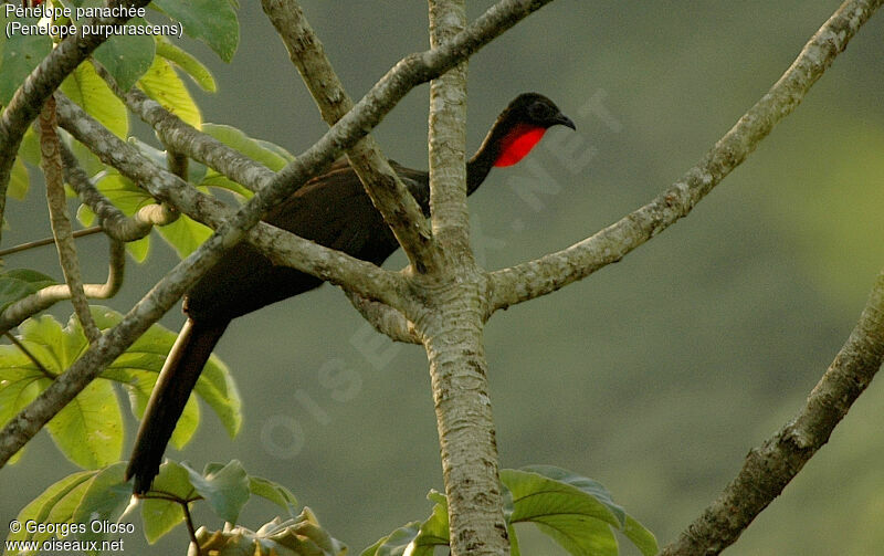 Crested Guan