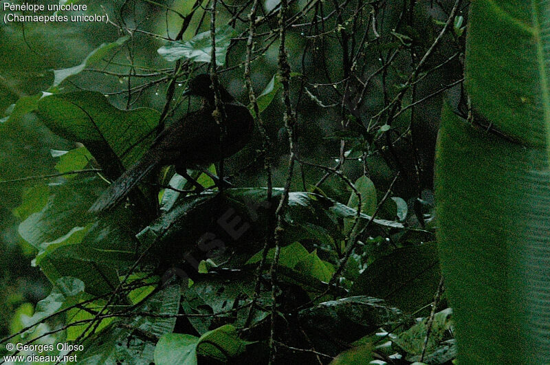 Black Guan