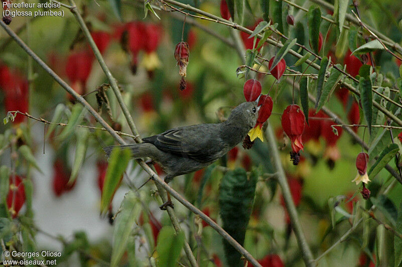 Slaty Flowerpiercer