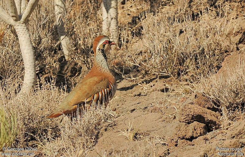 Red-legged Partridgeadult