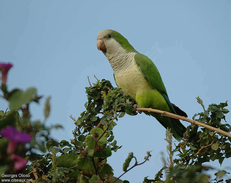 Monk Parakeetadult